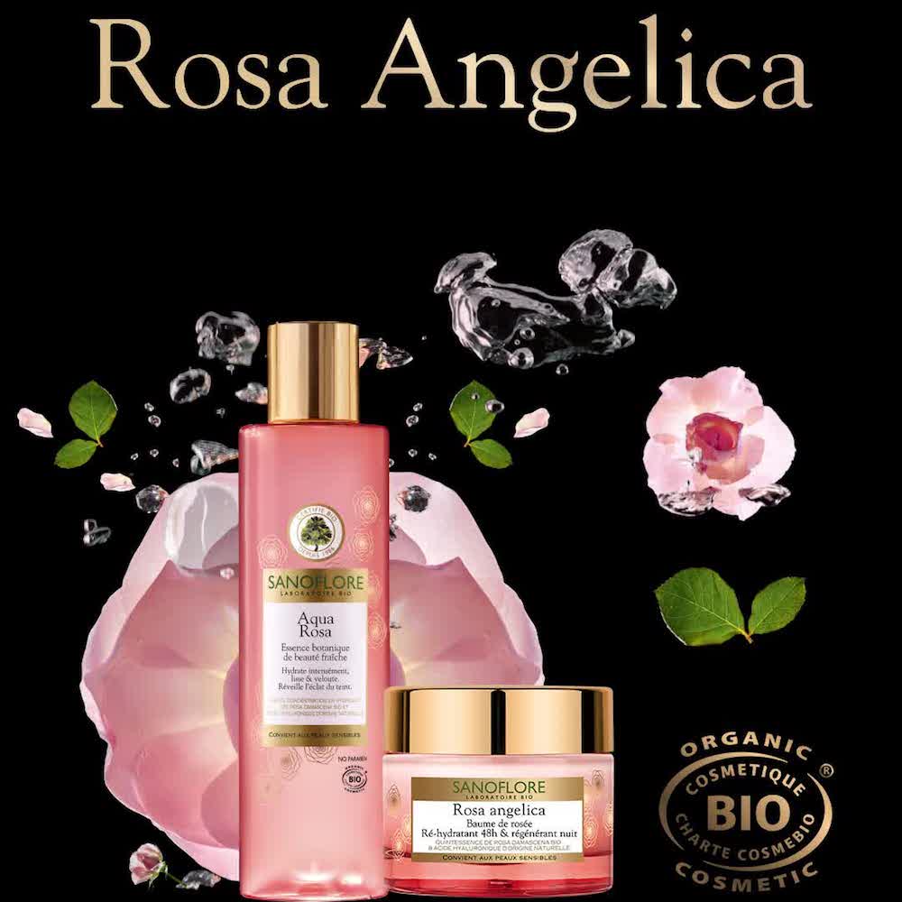 Rosa Angelica